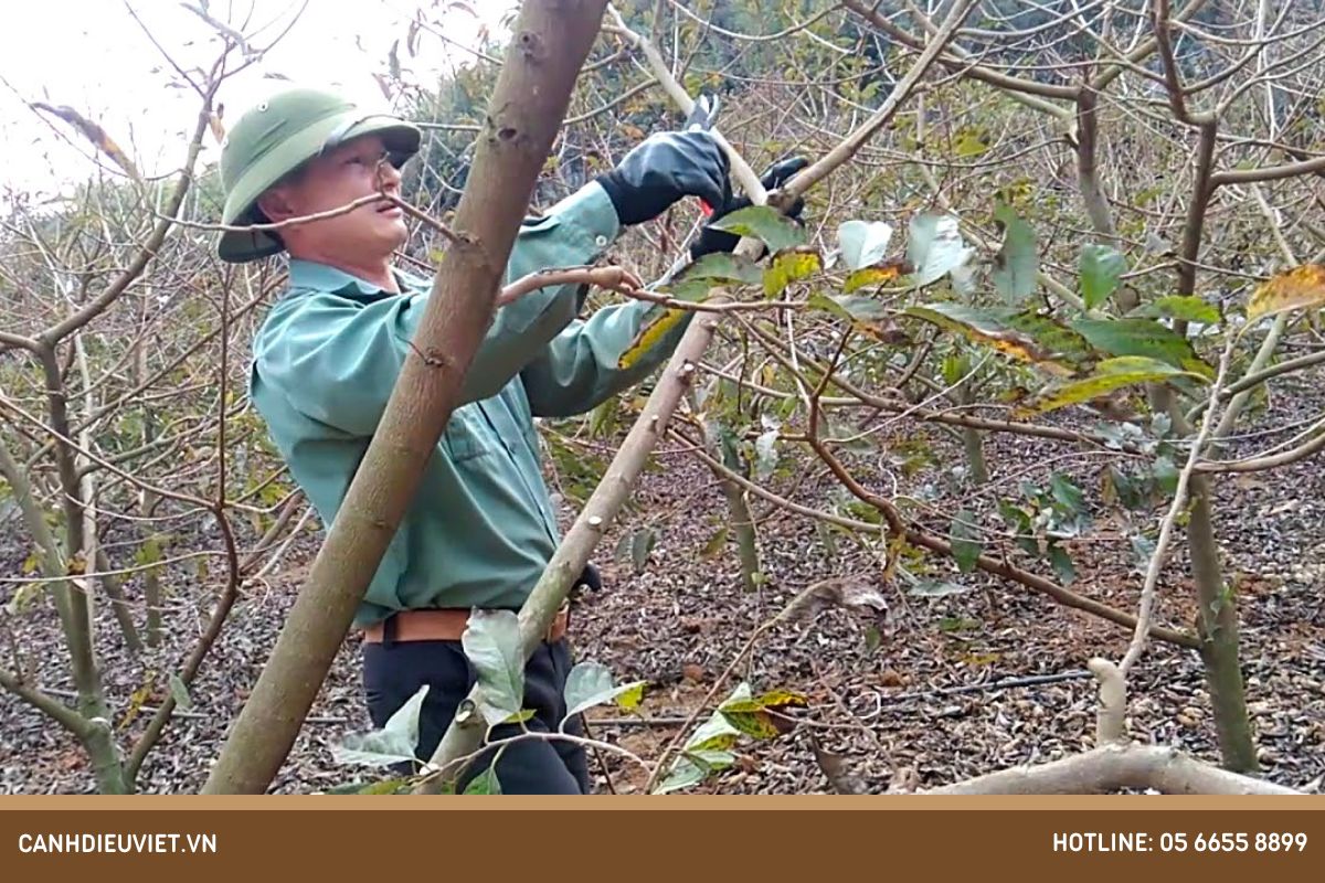 2. Tỉa cành sau mỗi vụ thu hoạch