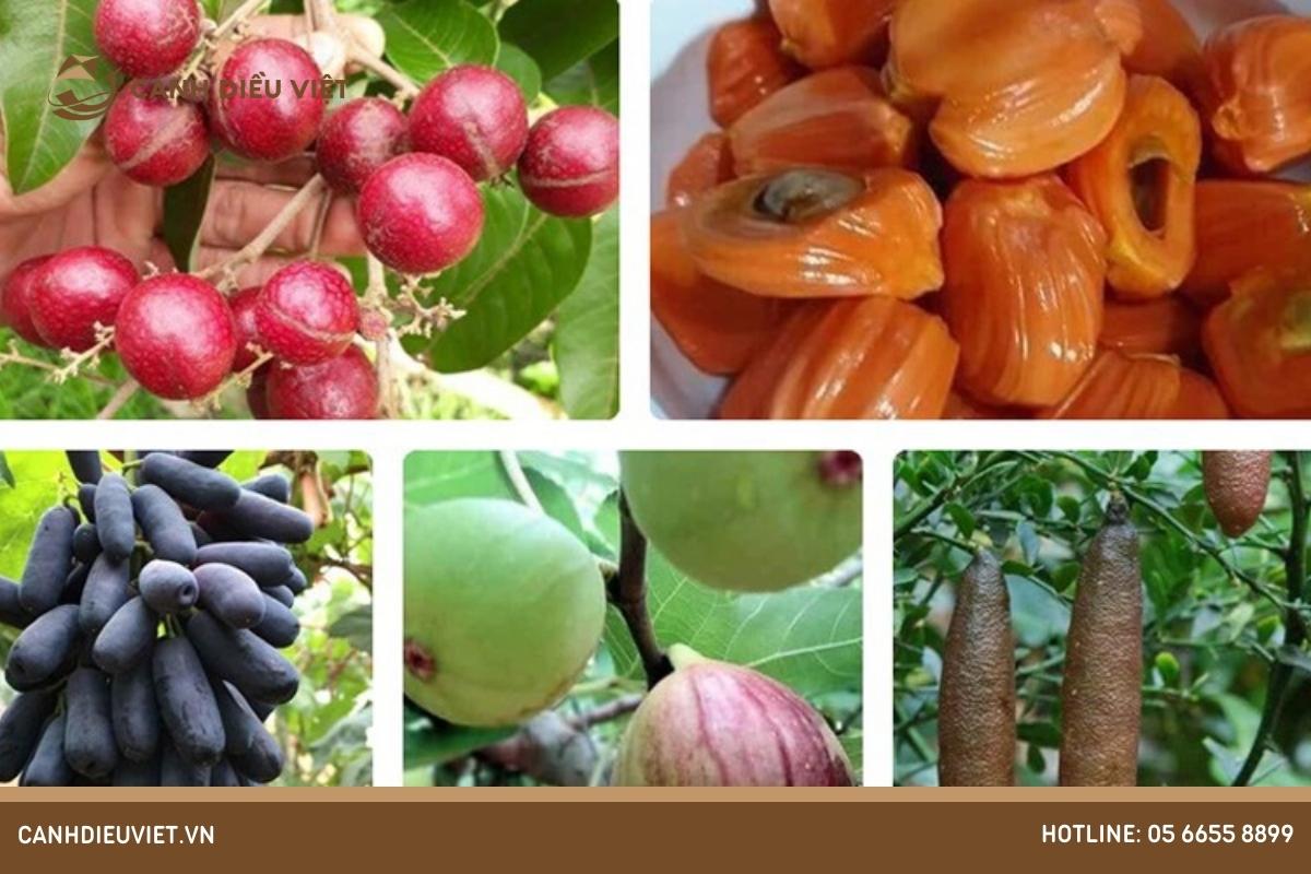 Các loại cây ăn quả dễ trồng và cho năng xuất cao