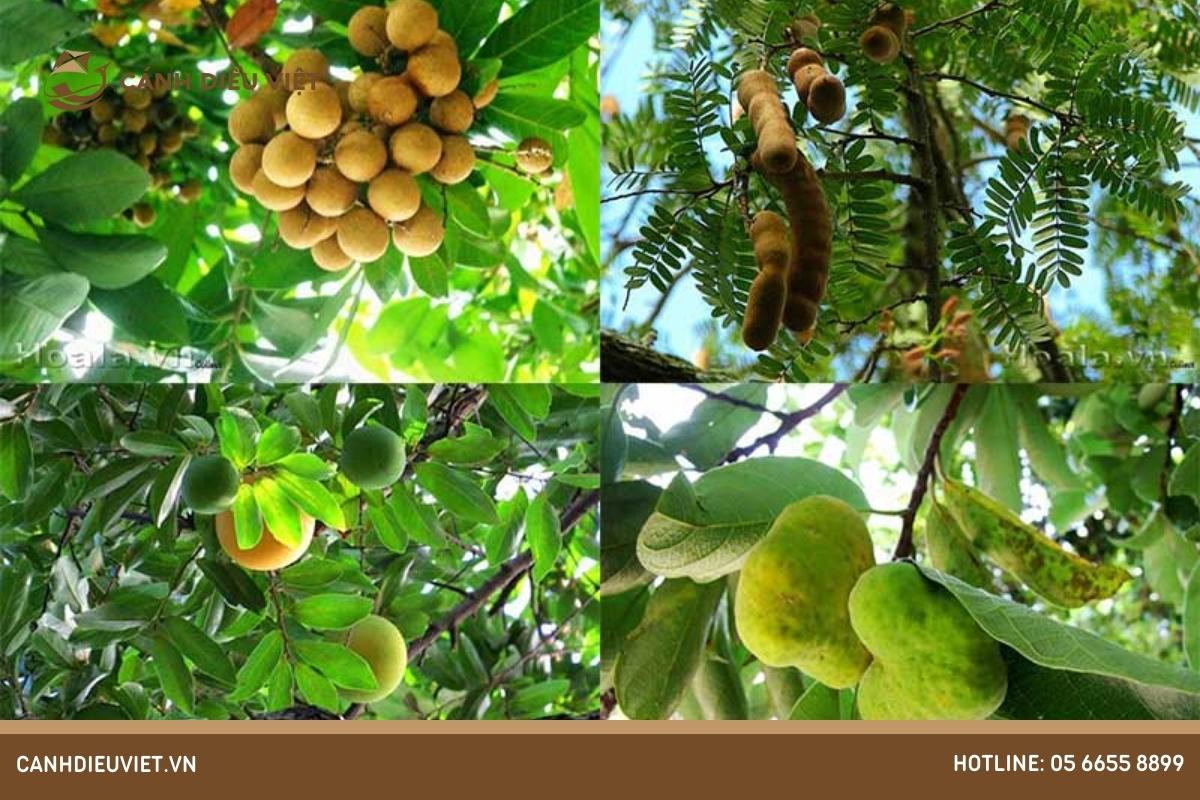 Các loại cây ăn quả nhiệt đới phổ biến ở nước ta hiện nay