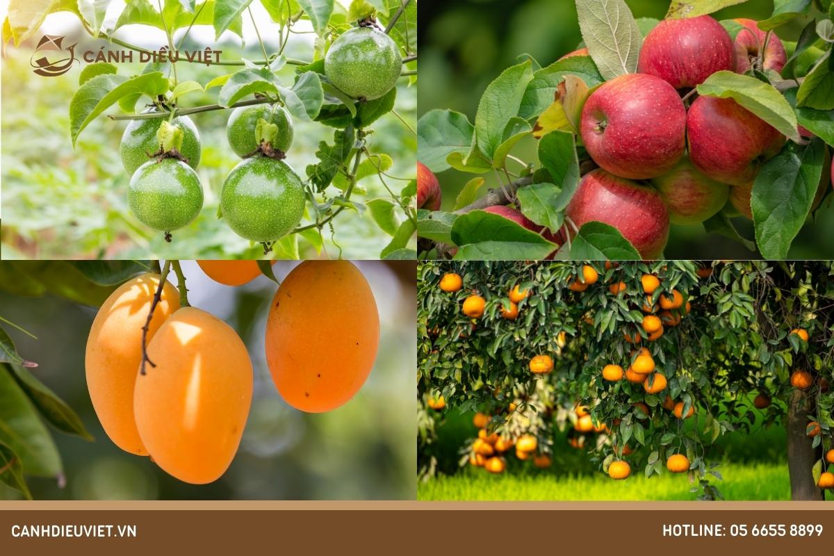 Các loại cây ăn quả ôn đới - Mang lại chất lượng cao