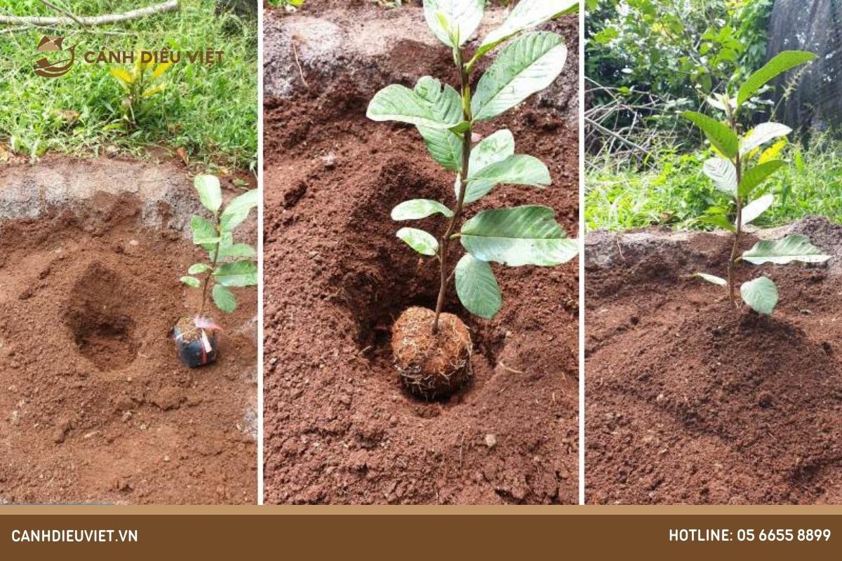 Cách chăm sóc cây sau khi trồng không có bầu đất