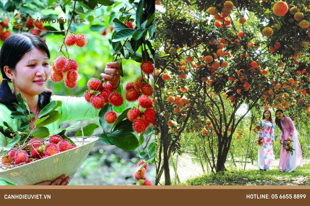 Những khu vườn trái cây nổi tiếng ở vùng trồng cây ăn quả lớn nhất Việt Nam
