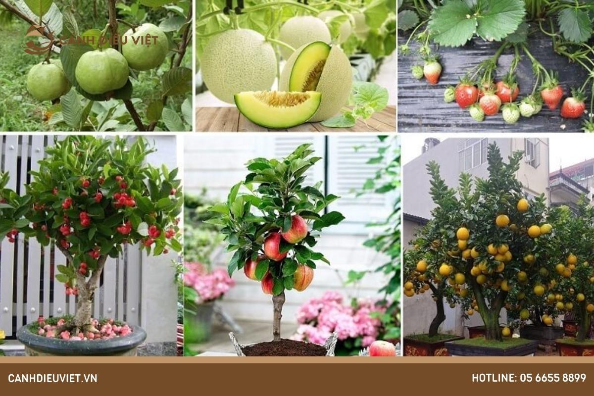 Việc trồng cây ăn quả trong chậu có nhiều ưu điểm và nhược điểm như sau