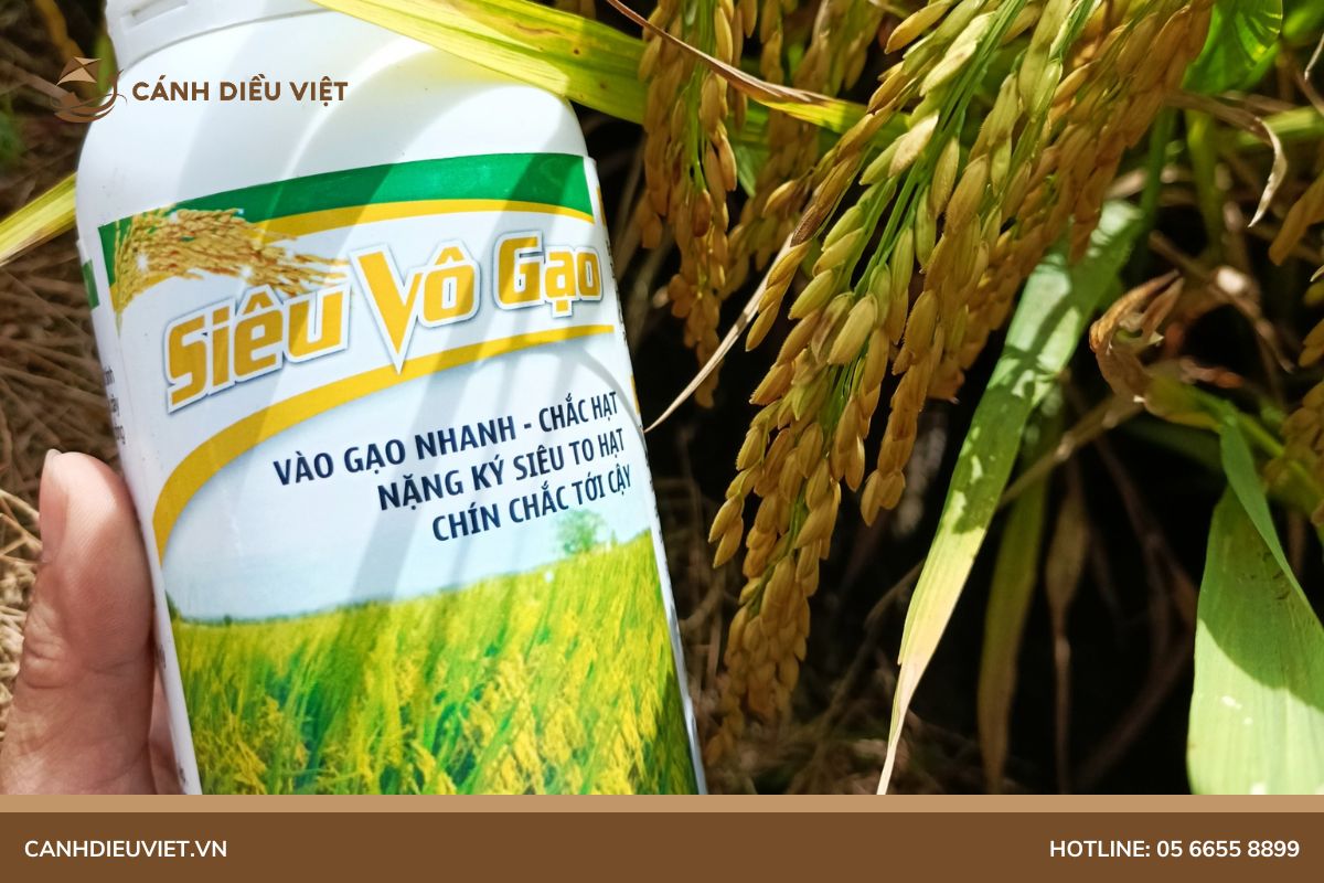4 Loại thuốc giúp lúa vào gạo nhanh phổ biến và cách sử dụng đúng cách