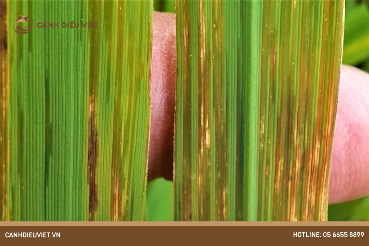 Bệnh đốm sọc vi khuẩn hại lúa là gì