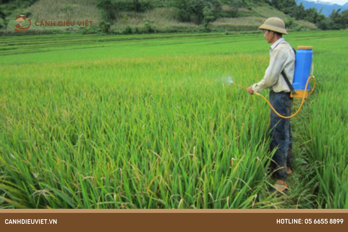 Bệnh đốm sọc vi khuẩn hại lúa và biện pháp phòng trừ