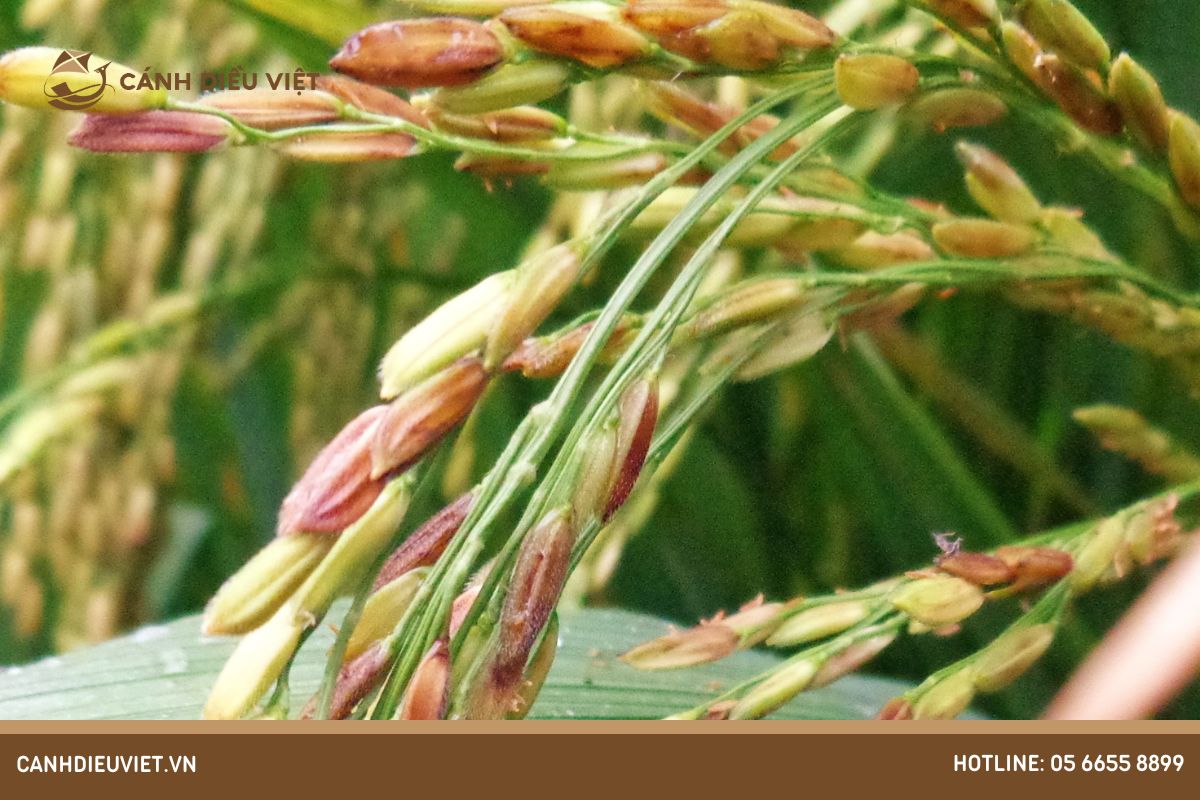 Bệnh lem lép hạt trên lúa là gì