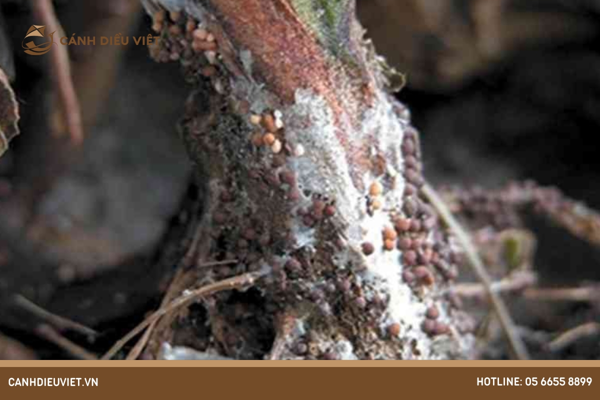 Bệnh thối rễ (Root rot)