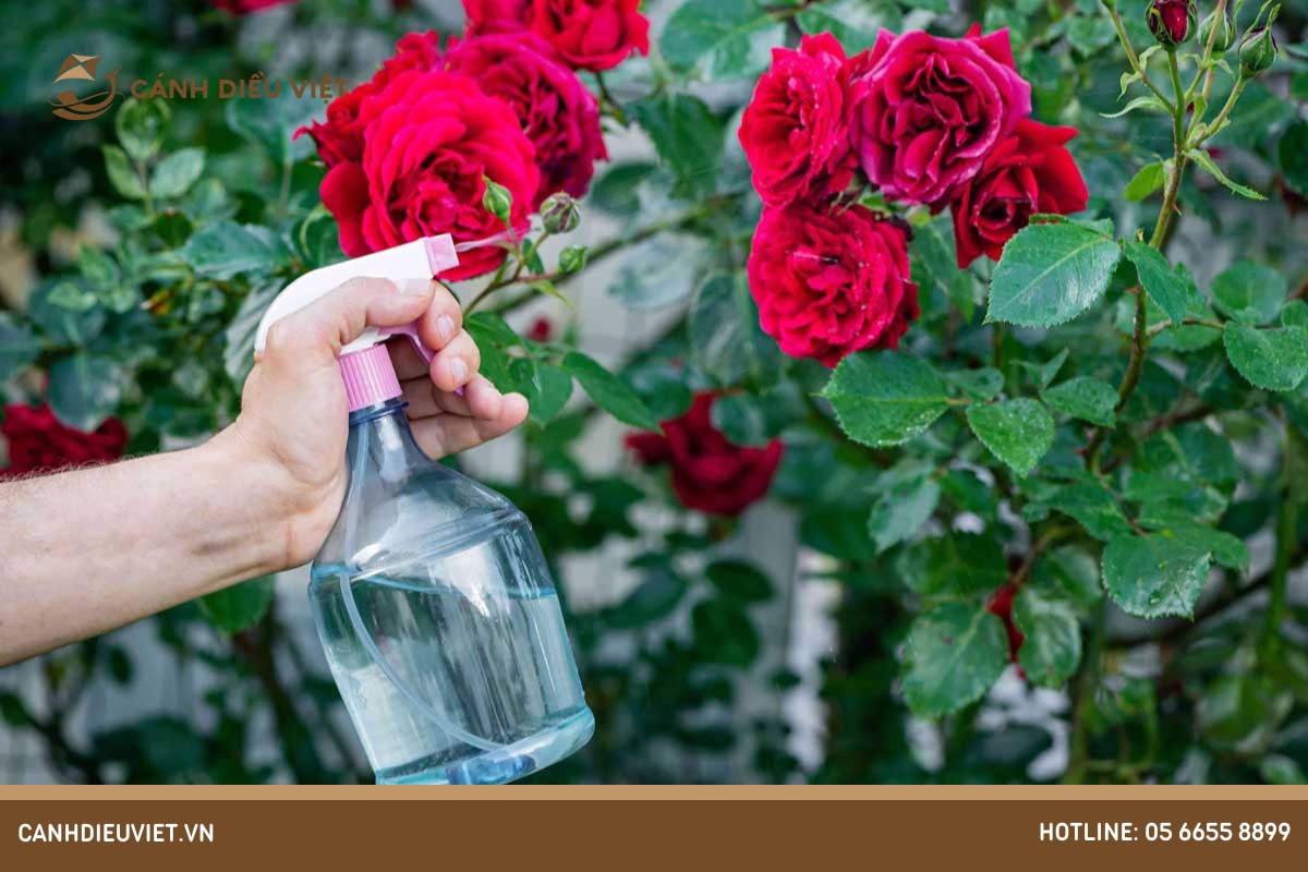 Các cách phòng trừ sâu bệnh hoa hồng hiệu quả