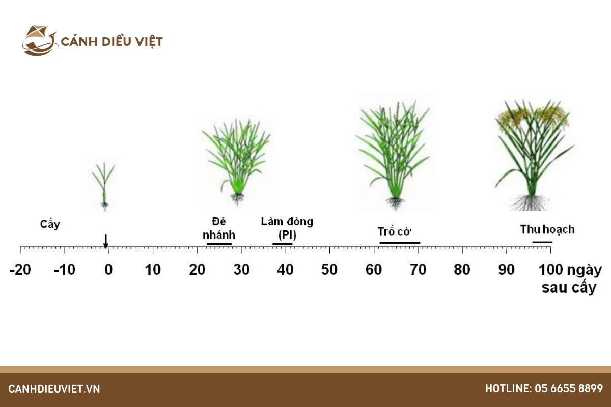 các giai đoạn sinh trưởng của cây lúa
