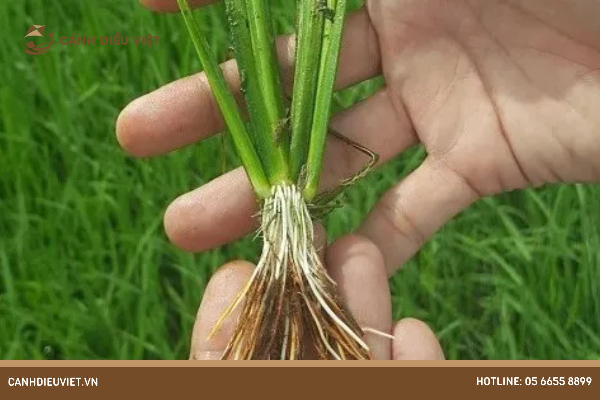 Cách khắc phục lúa bị ngộ độc phèn