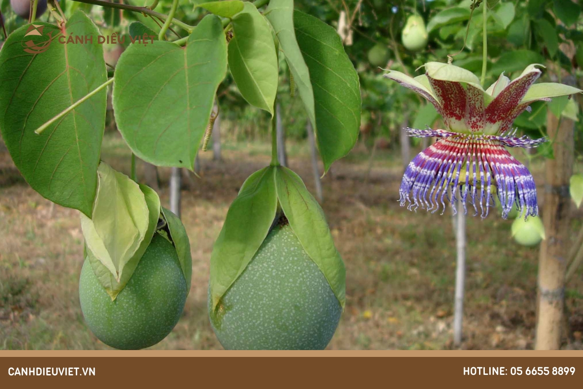 Cách trồng và chăm sóc cây chanh dây colombia
