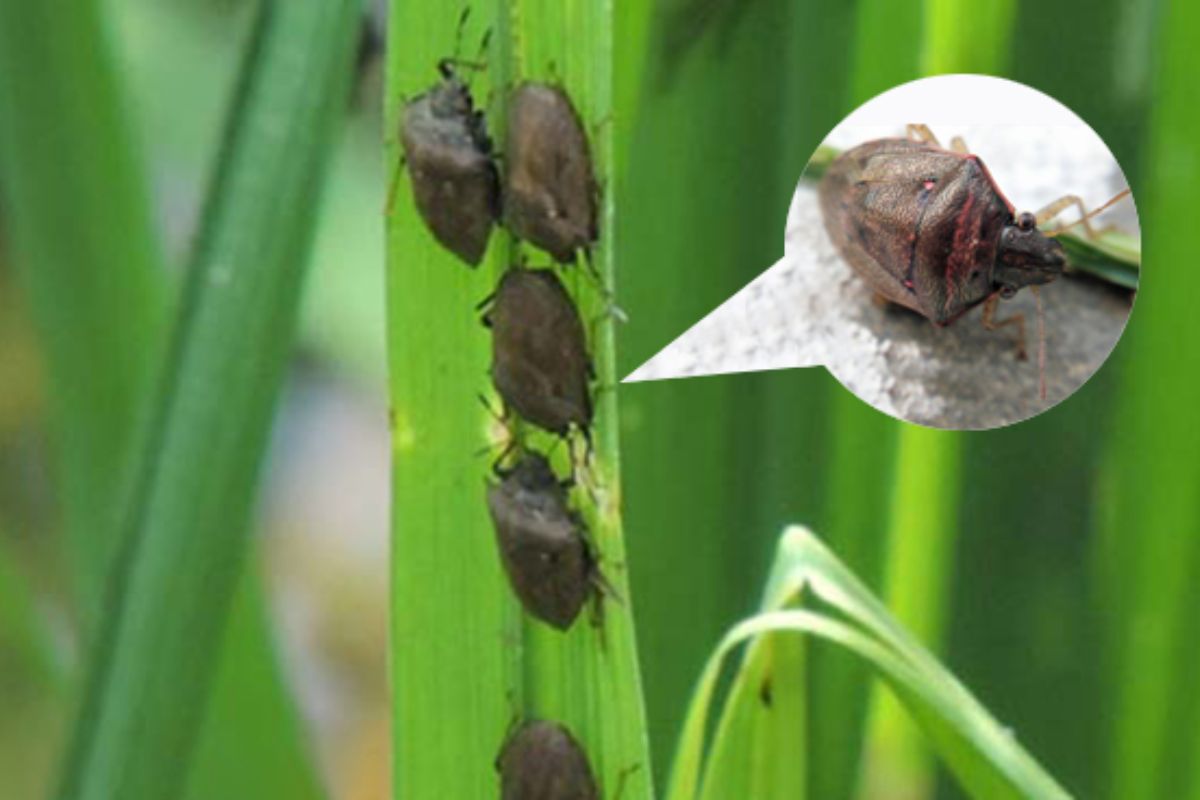Đặc điểm gây hại của bọ xít đen hại lúa