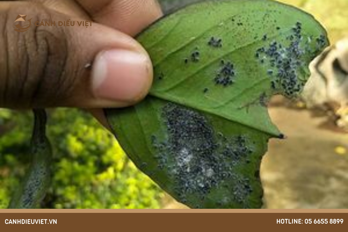 Nấm mốc đen (Monilinia spp.)