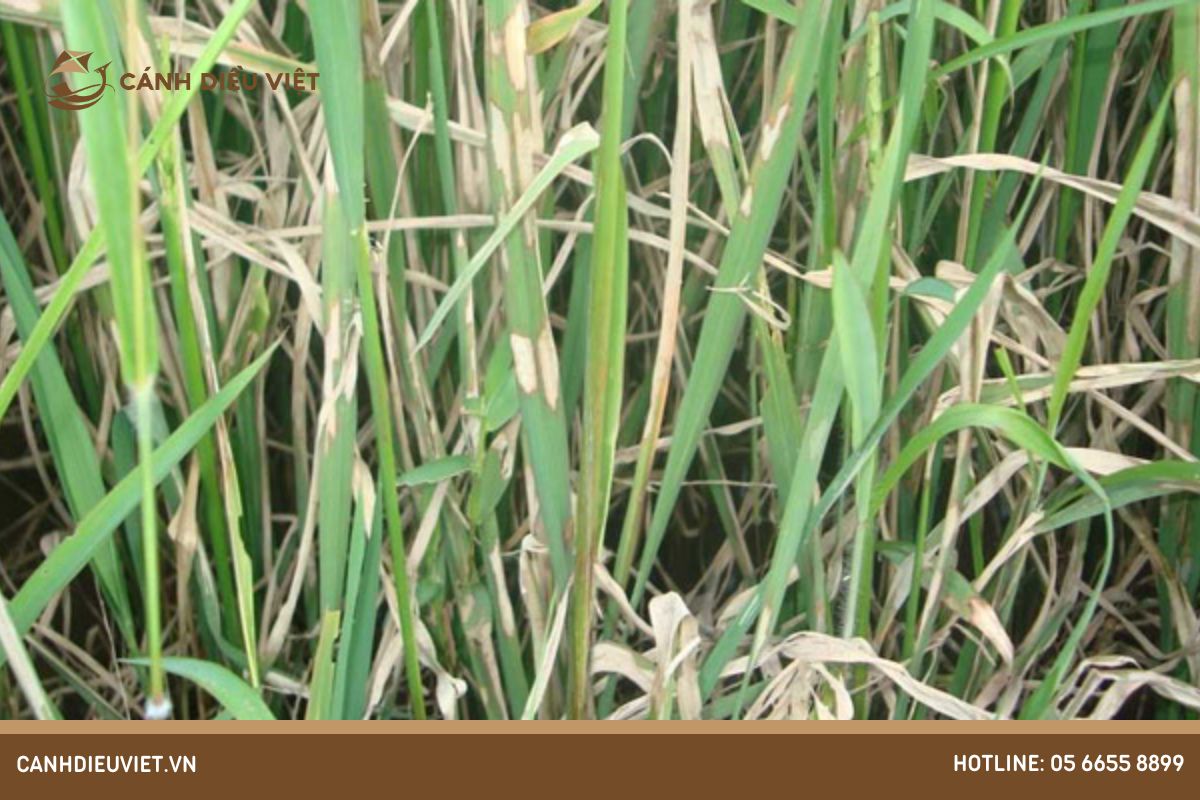 Nguyên nhân gây bệnh khô vằn hại lúa