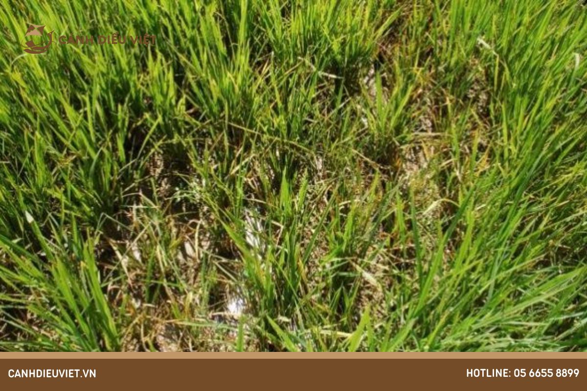 Nguyên nhân và tác hại của bệnh lùn xoắn lá trên lúa