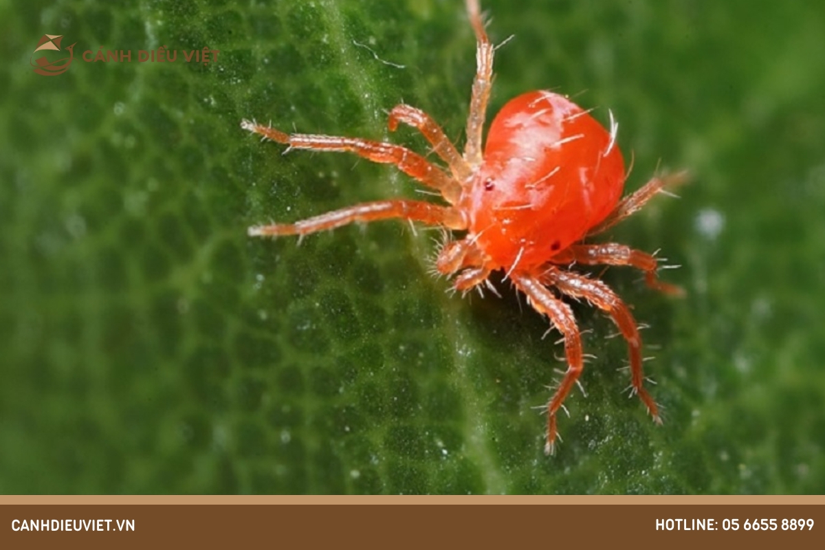 Nhện đỏ (Red Spider Mites)