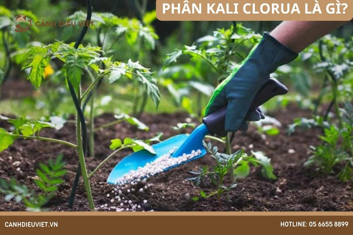 Phân Kali Clorua là gì_ Có vai trò gì trong nông nghiệp