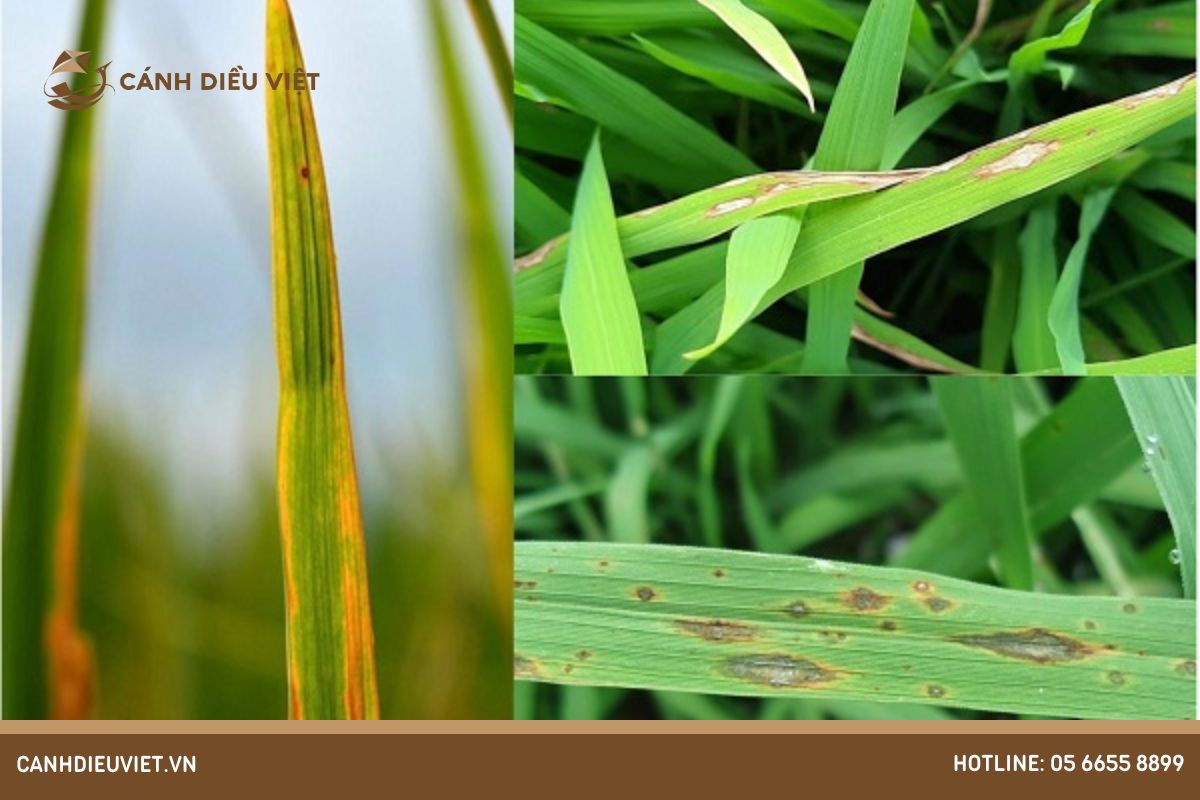 Tác hại của bệnh đốm sọc vi khuẩn hại lúa