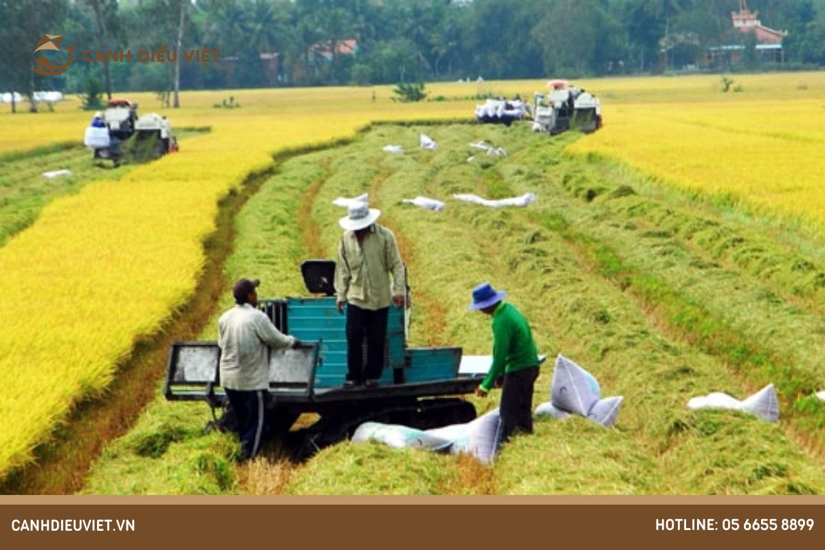 Tầm quan trọng của sản xuất lúa ở Việt Nam