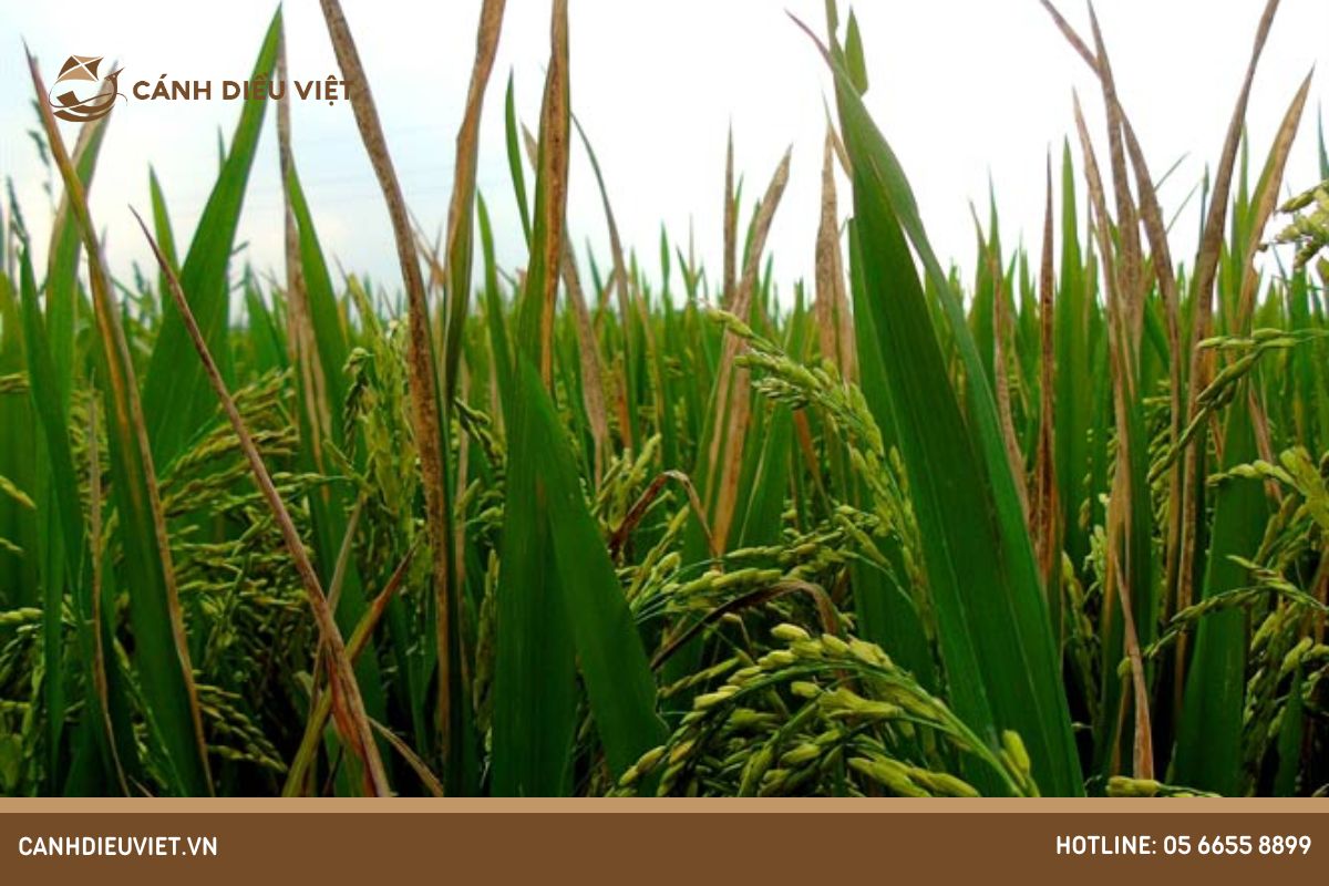 Triệu chứng bệnh đốm sọc vi khuẩn hại lúa