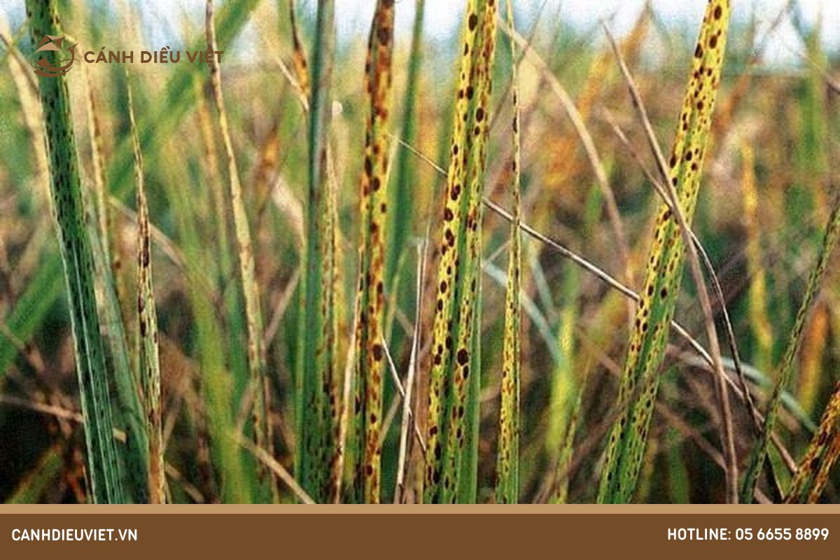 Triệu chứng bệnh khô vằn hại lúa