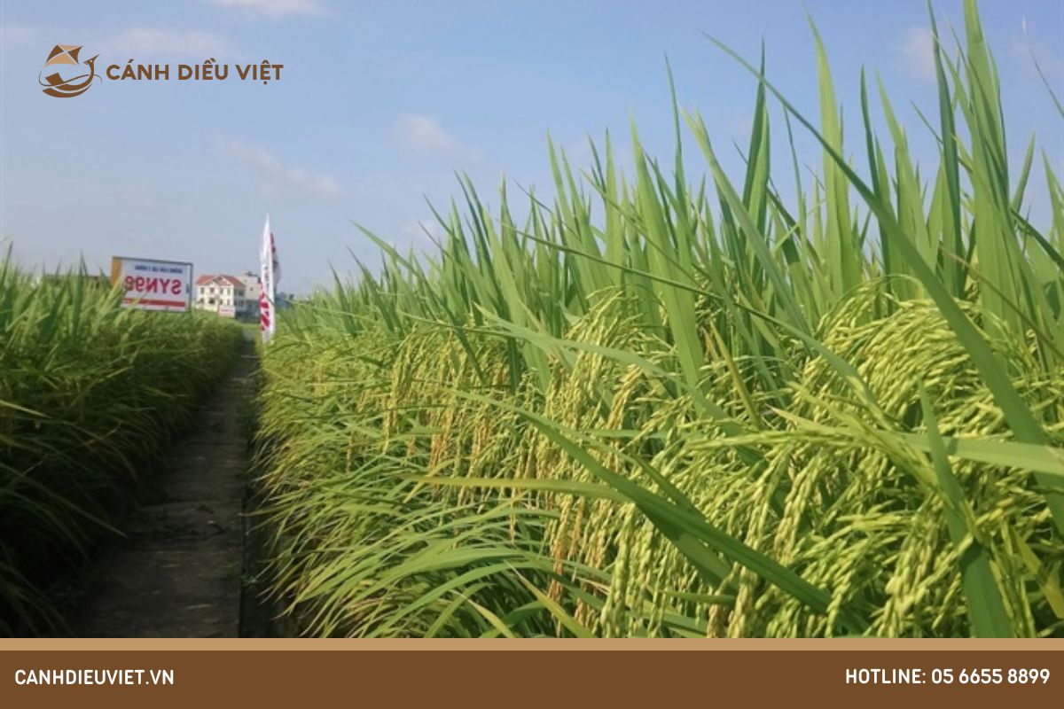 Ưu điểm và nhược điểm của lúa lai trong ngành sản xuất nông nghiệp