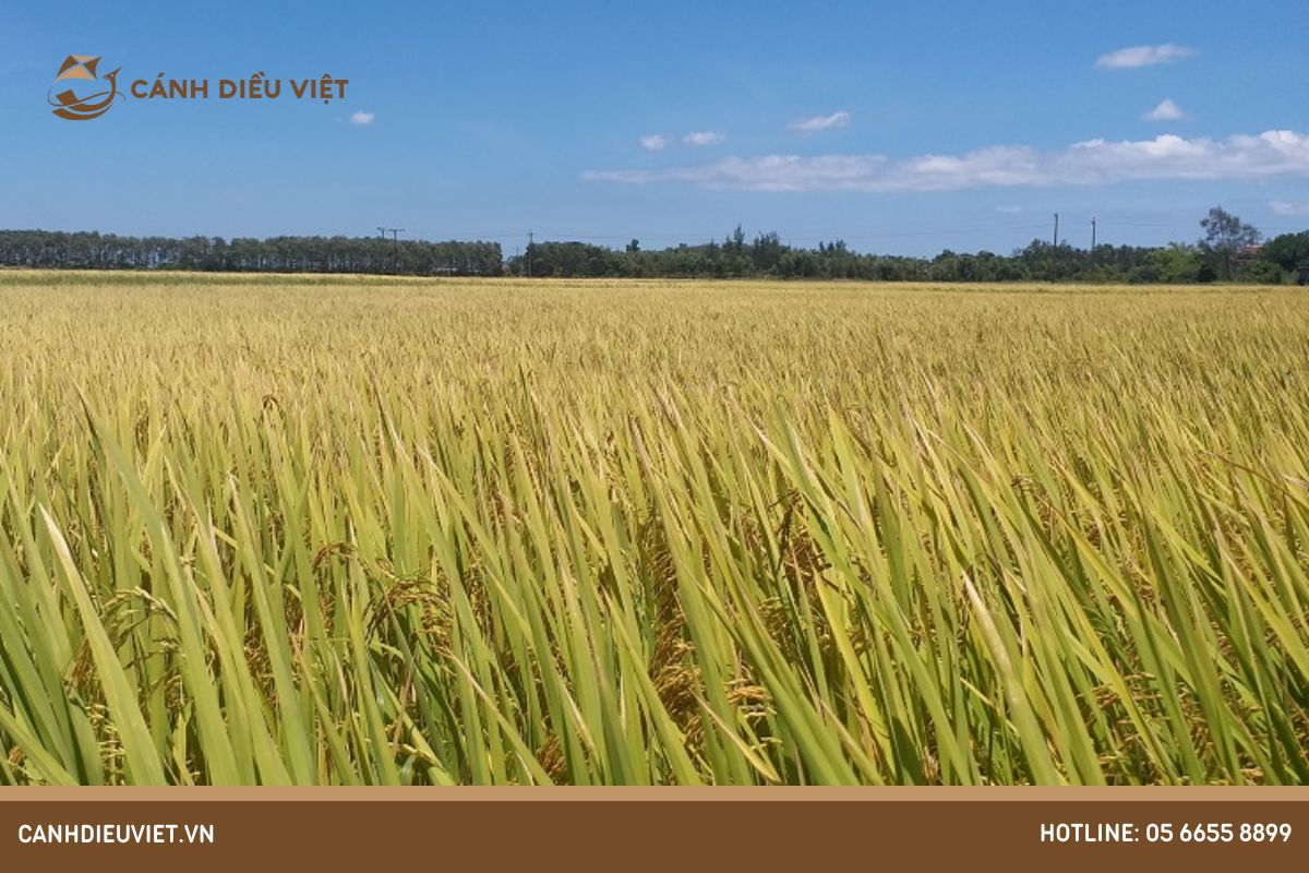 Vùng Đồng bằng sông Hồng nổi bật về năng suất lúa