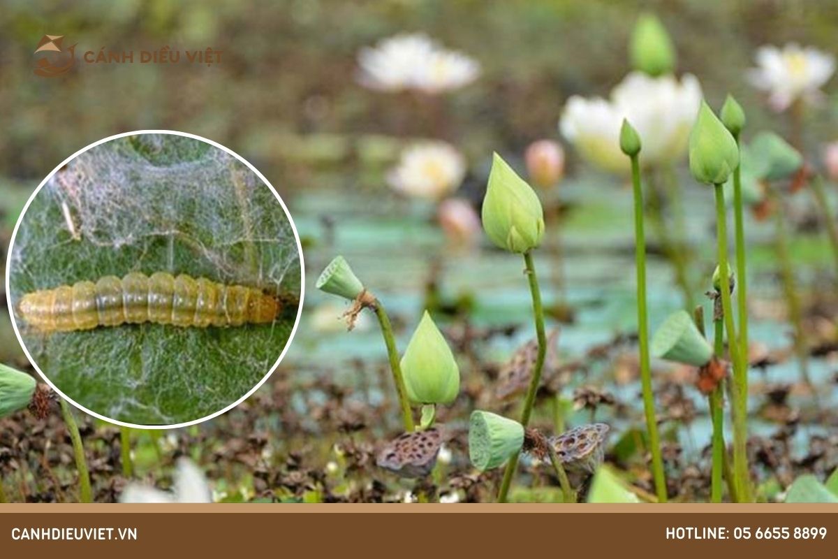 sâu bệnh hại trên cây sen