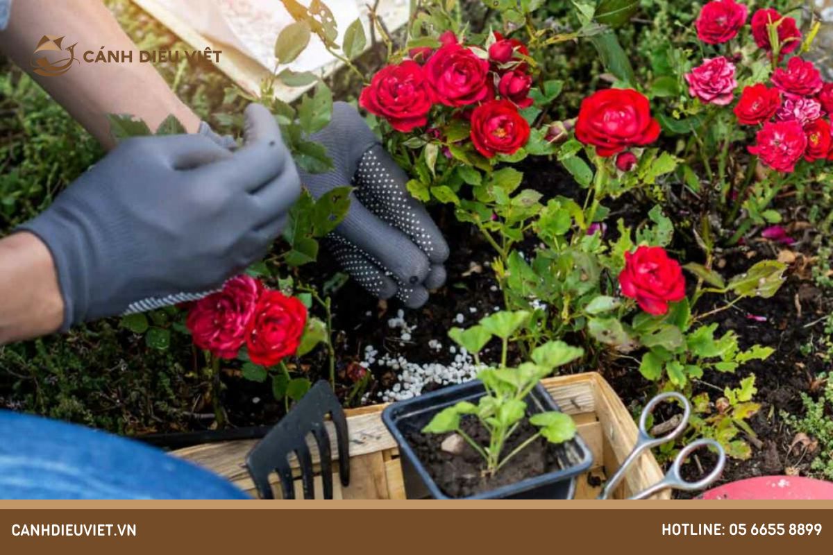 Cách bón phân cho hoa hồng và chăm sóc