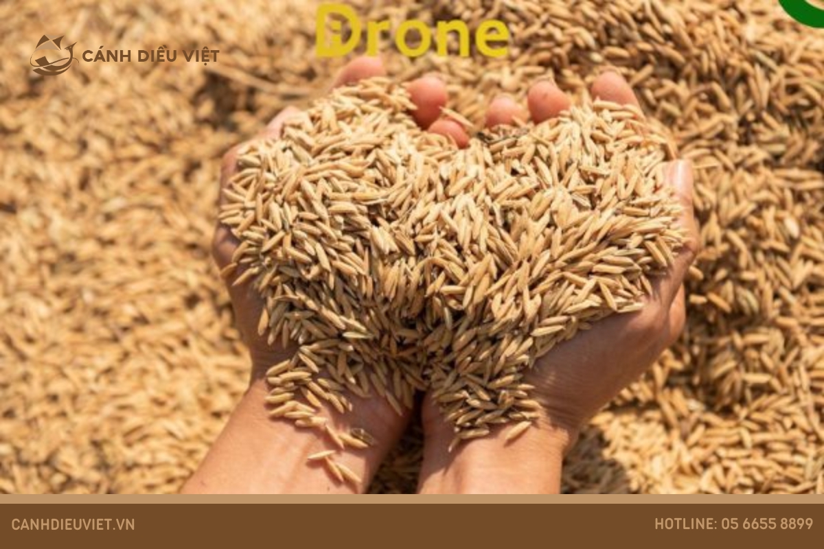 Cách ủ giống lúa nảy mầm hiệu quả cao
