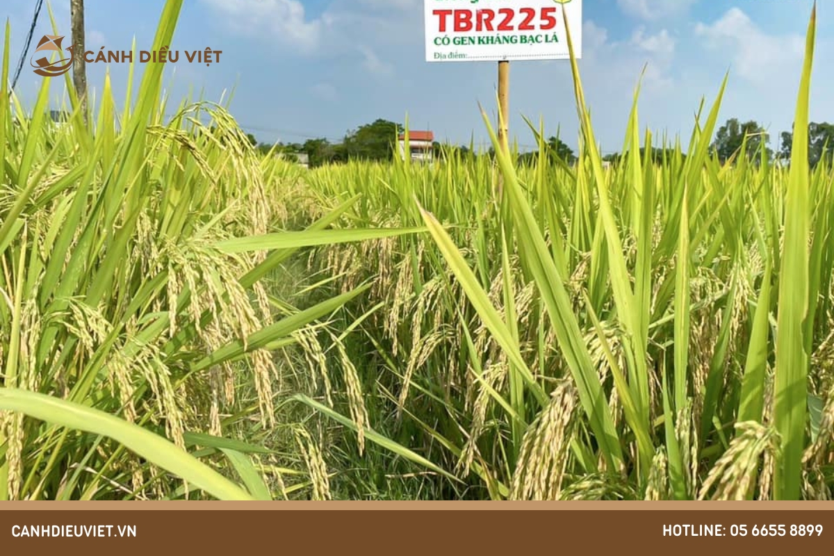 Đặc điểm của giống lúa TBR225
