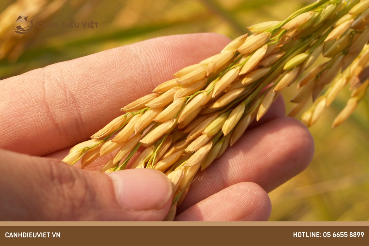 Đặc tính nông học của giống lúa OM34