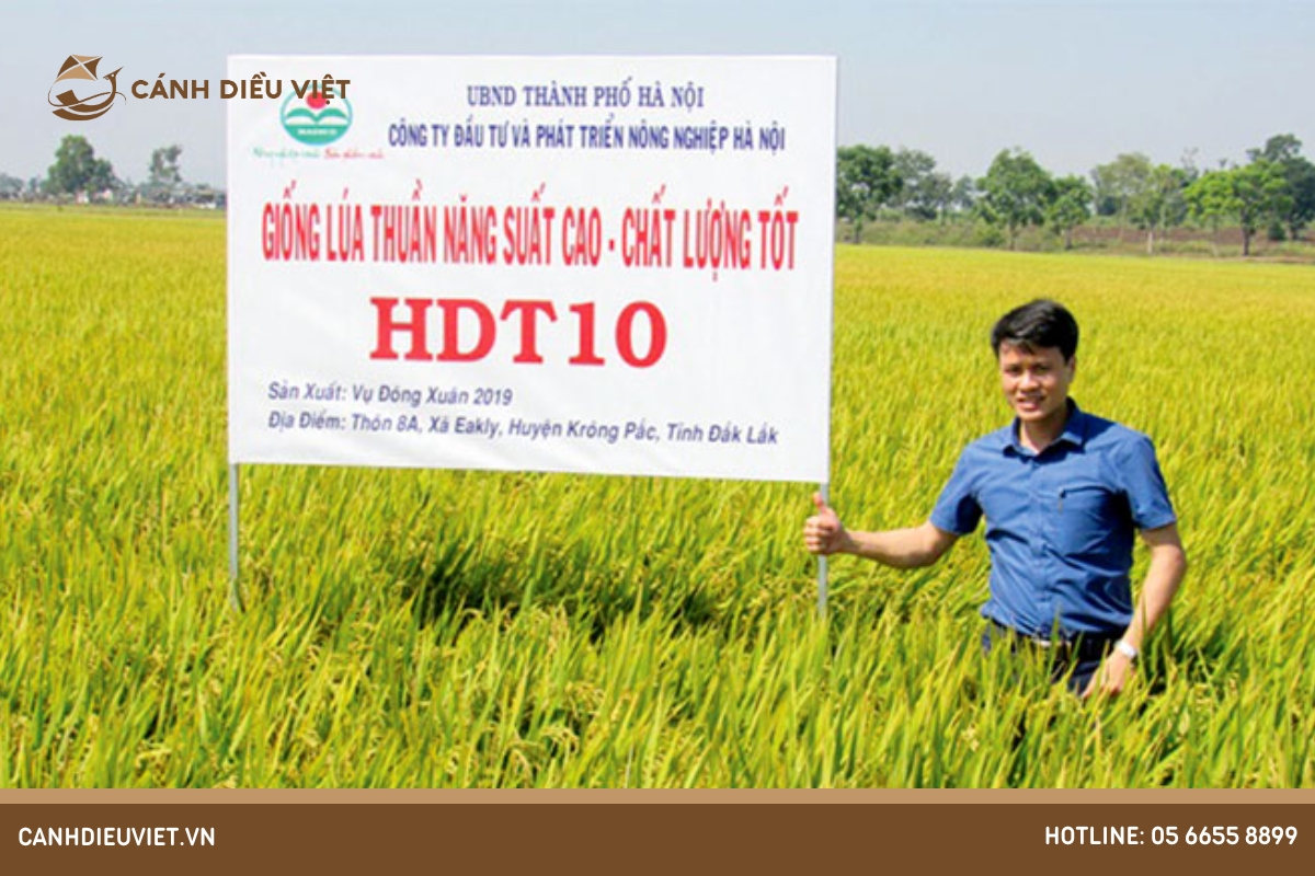 Giống lúa HDT10 _ Đặc tính gieo trồng & kỹ thuật canh tác