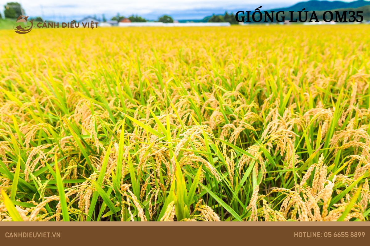 Giống lúa OM35_ Đặc tính và kỹ thuật gieo trồng