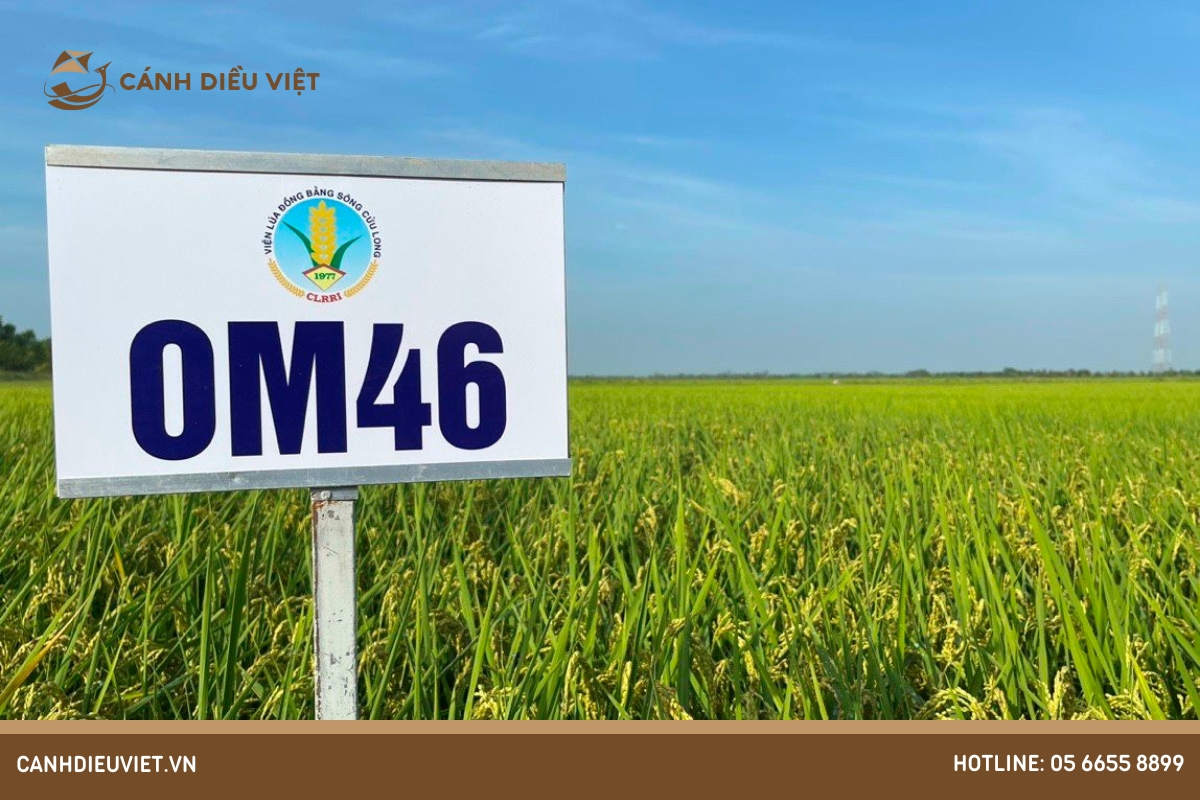 Giống lúa OM46_ Đặc điểm & Kỹ thuật gieo trồng
