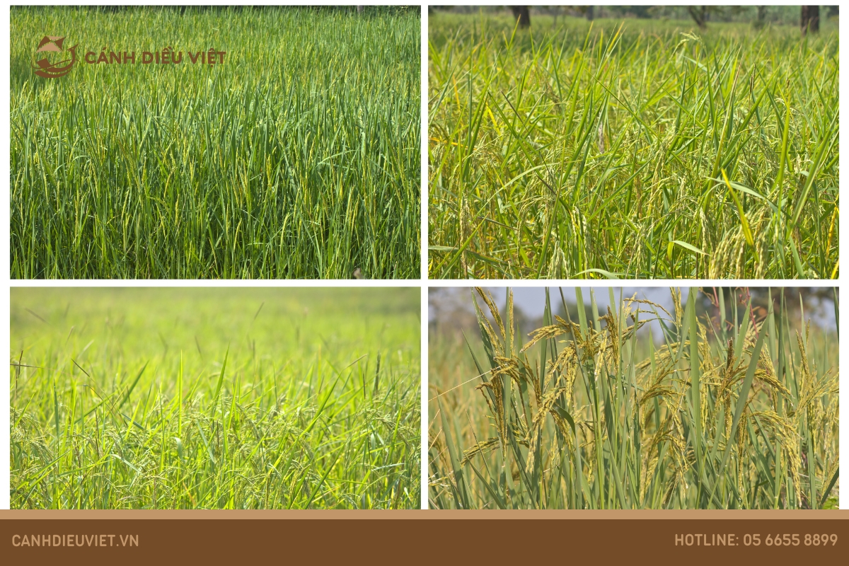 Khả năng chịu đựng của giống lúa OM35 với môi trường khắc nghiệt