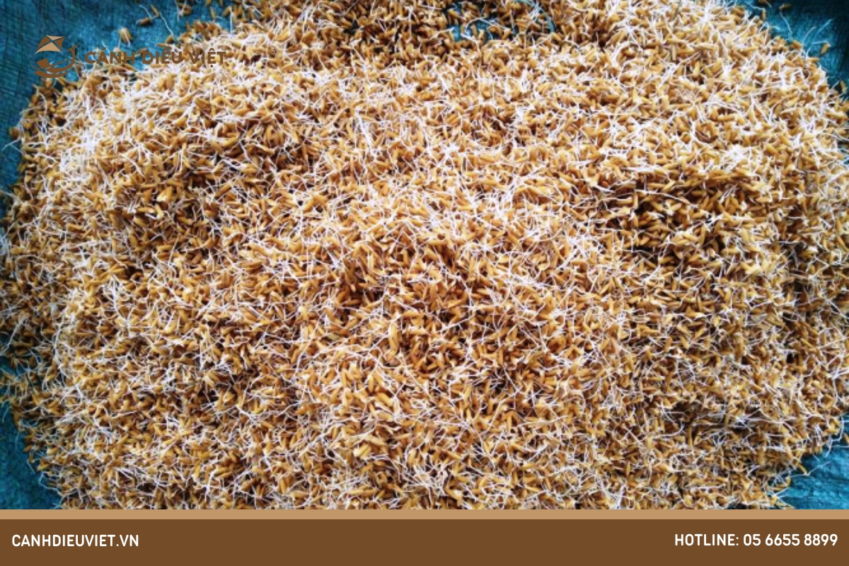 Phương pháp ngâm ngủ hạt giống lúa Thái Xuyên 111