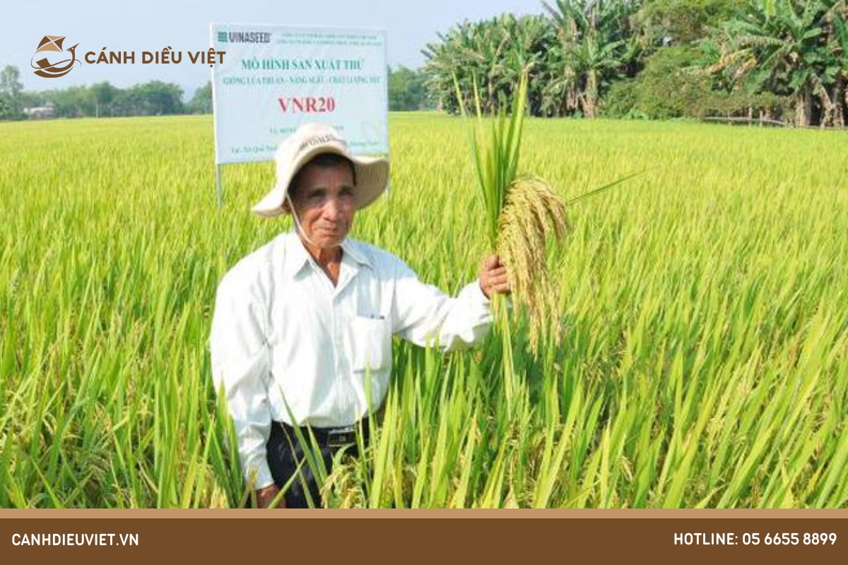 Hướng dẫn cách gieo cấy giống lúa siêu năng suất VNR20