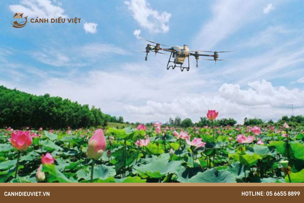 Sử dụng máy bay nông nghiệp để nâng cao hiệu suất bón phân cho hoa sen