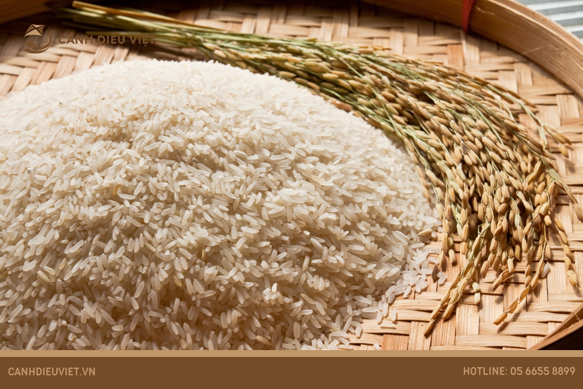 Tầm quan trọng của giống lúa OM3 đối với nền kinh tế nông nghiệp