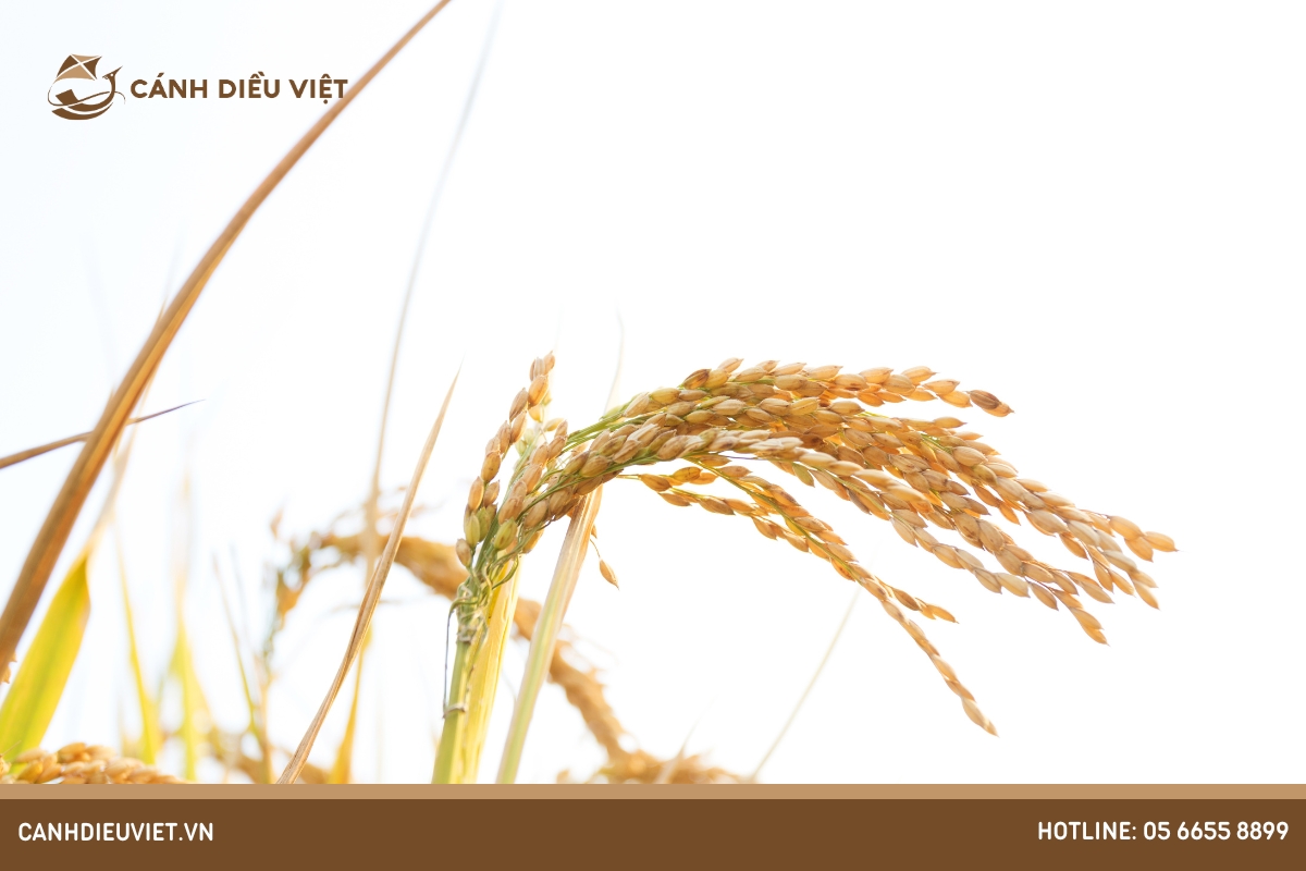 Ưu điểm và nhược điểm của lúa lai trong ngành sản xuất nông nghiệp