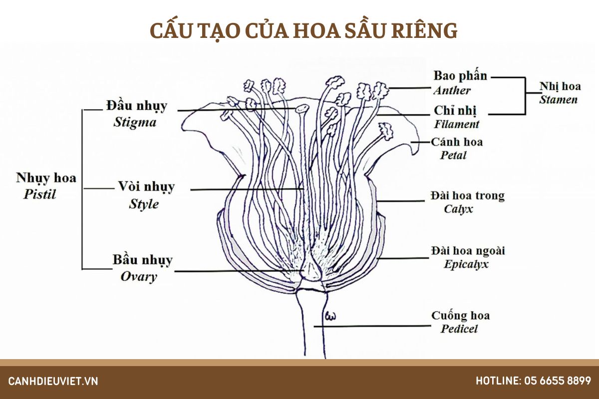 Cấu tạo của hoa sầu riêng