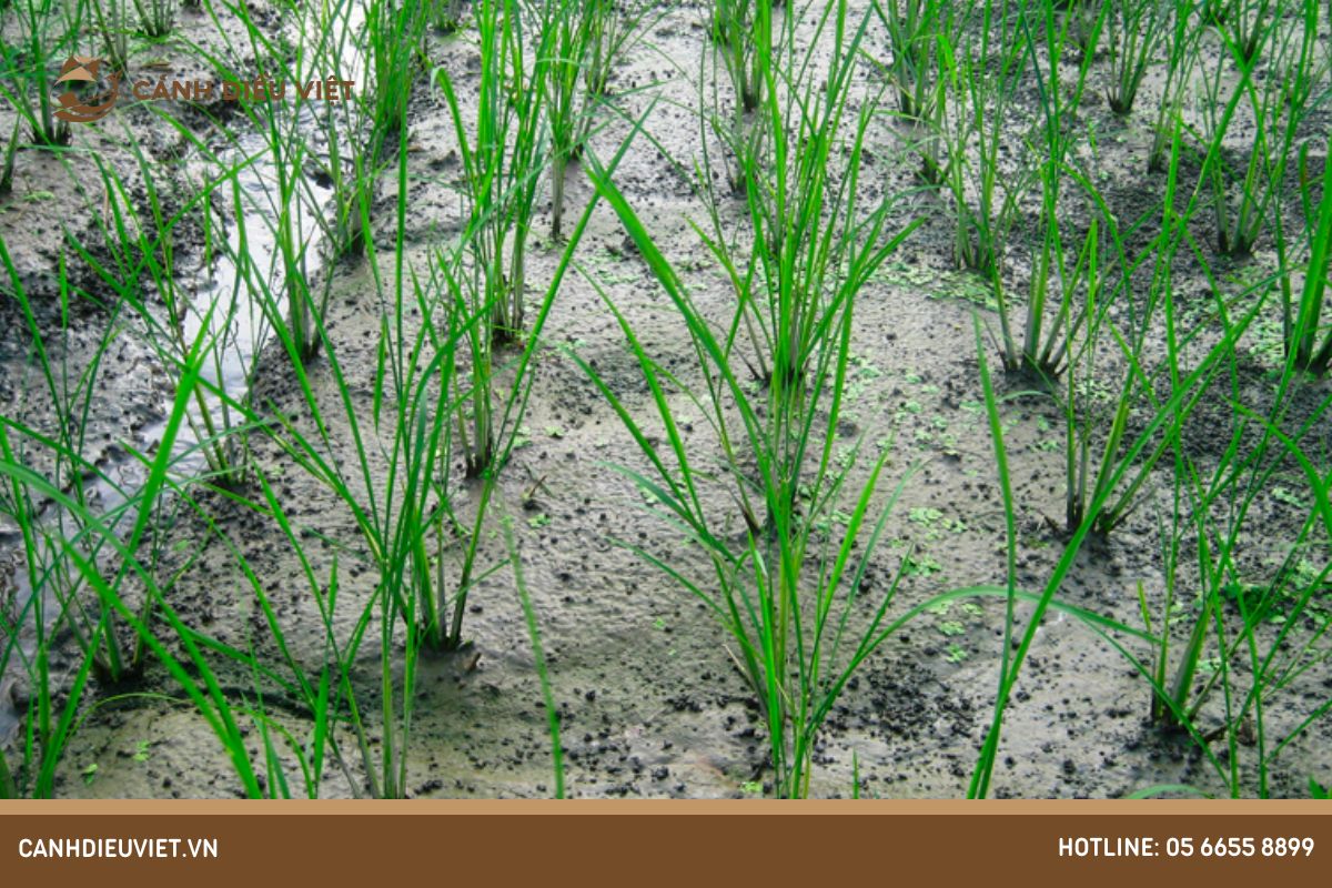 Đặc điểm sinh thái xanh của cây lúa gạo bên trên Việt Nam