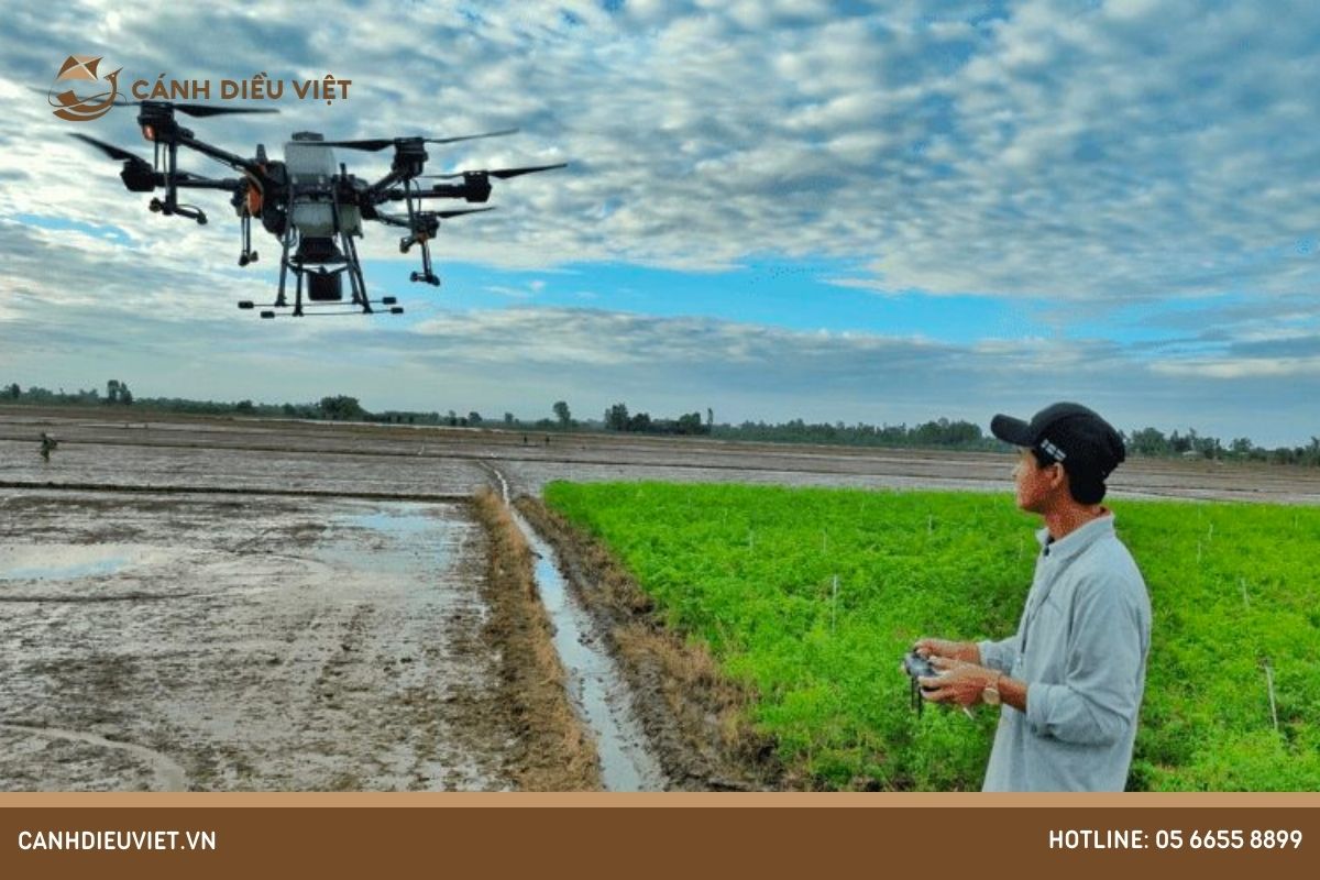 Ổn định chất lượng giống lúa dẻo thơm bằng drone sạ lúa