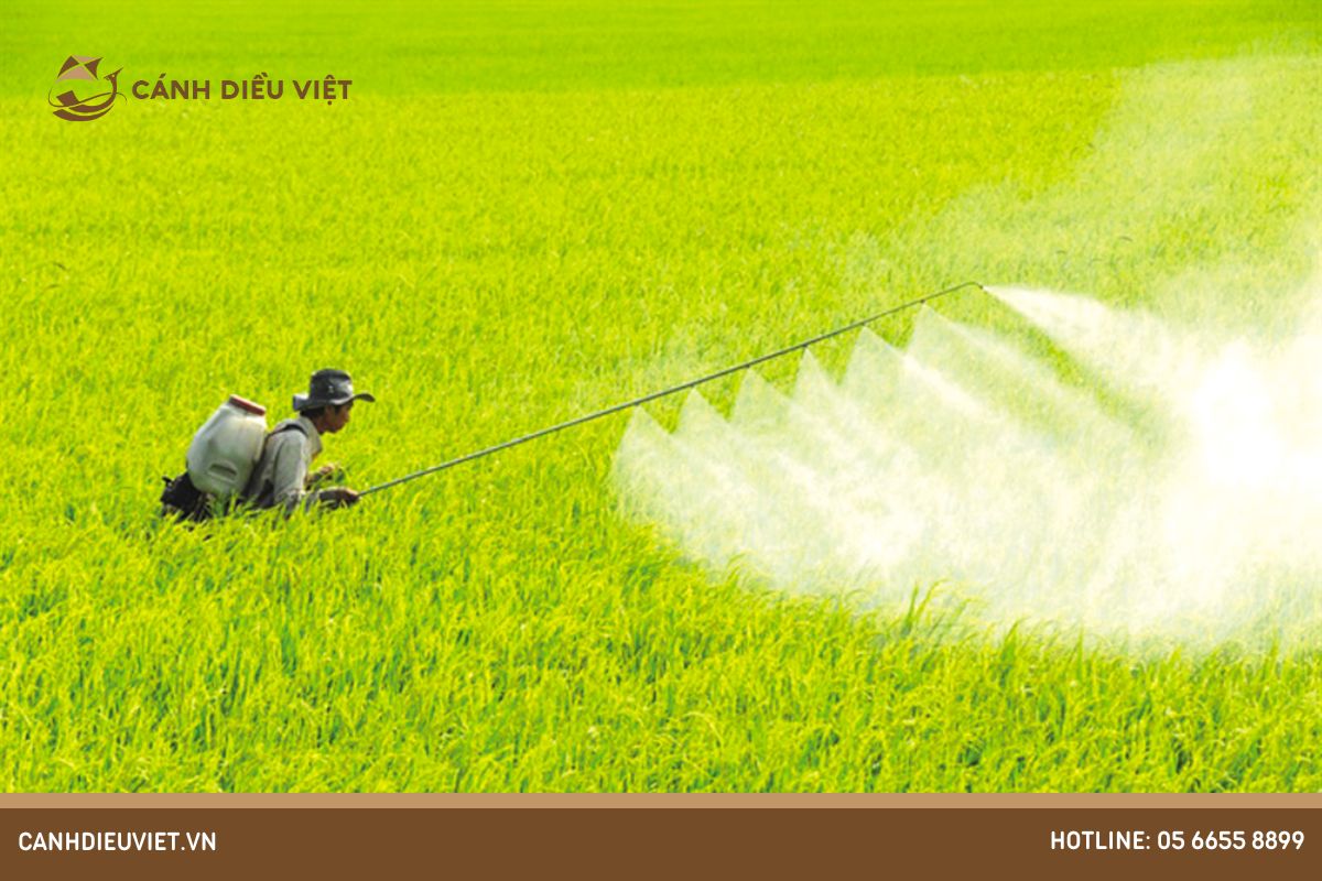 Phun thuốc trừ sâu có tác hại gì cho cây lúa