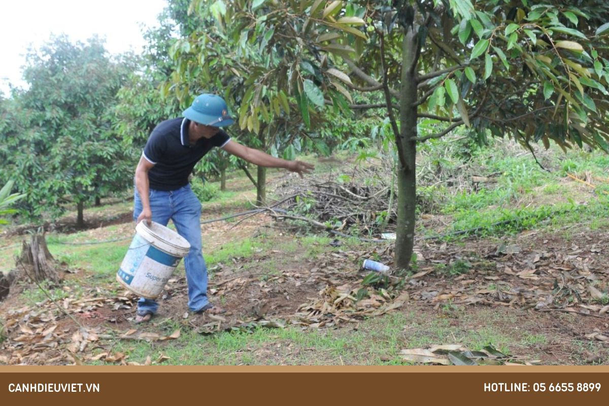 Quá trình cách chăm sóc sầu riêng sau thu hoạch, nông dân cần nắm rõ. Bón Phân Sau Thu Hoạch