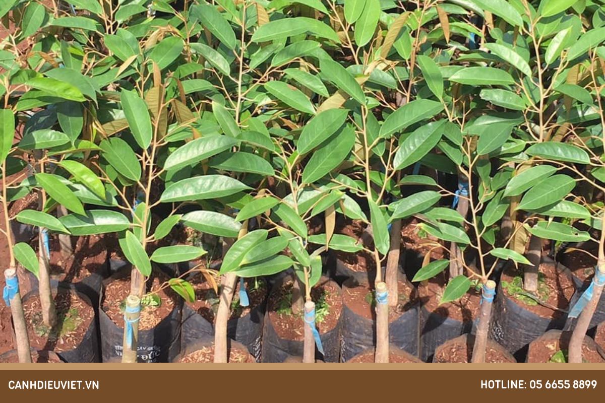 Cách chọn cây sầu riêng giống chất lượng, mang lại hiệu quả kinh tế cao