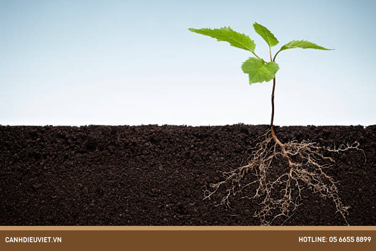 Cần điều kiện gì để bộ rễ phát triển mạnh khỏe nhất