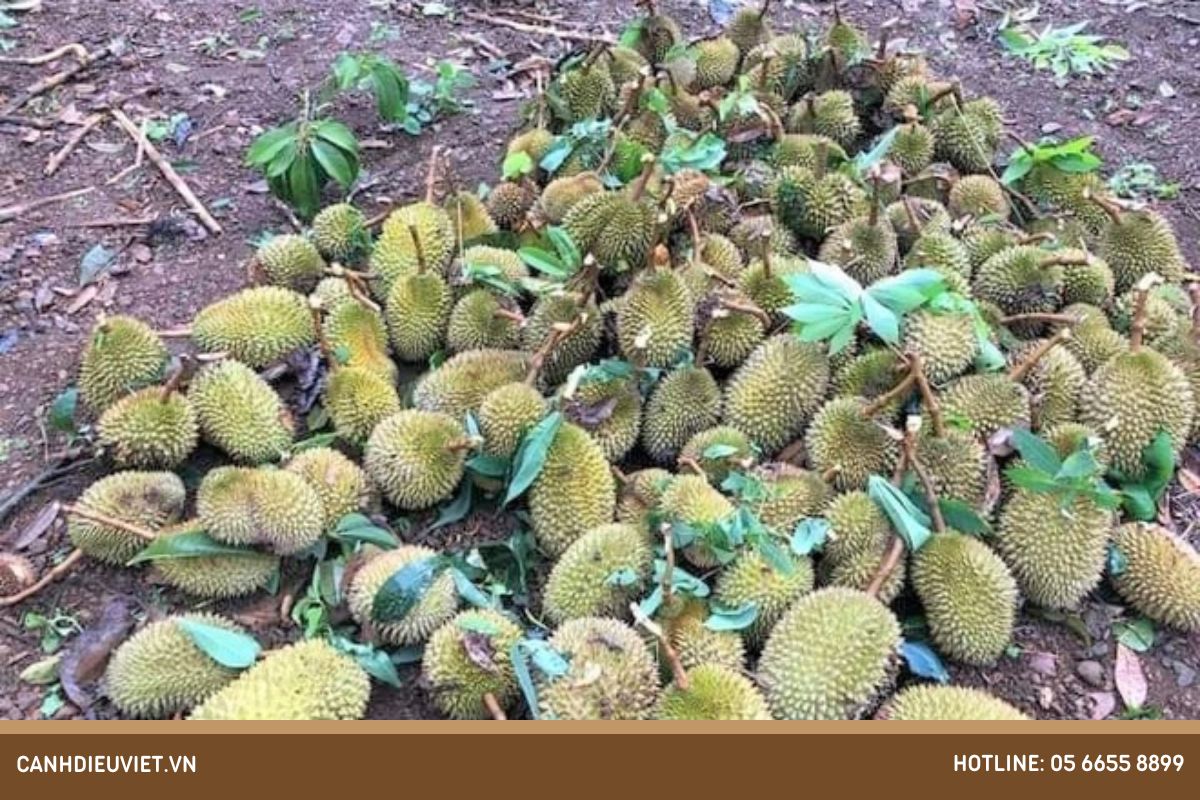 Dưới đây là quá trình và cách thức mà quả durian có thể rụng